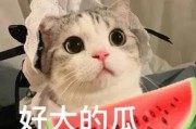 娱乐吃瓜君猫咪瘫痪